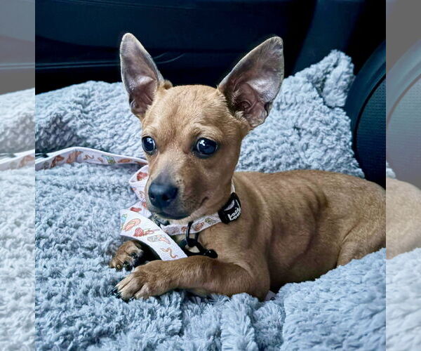 Medium Photo #3 Chihuahua-Unknown Mix Puppy For Sale in Spring Lake, NC, USA