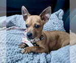 Small #2 Chihuahua Mix