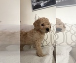 Small #1 Goldendoodle