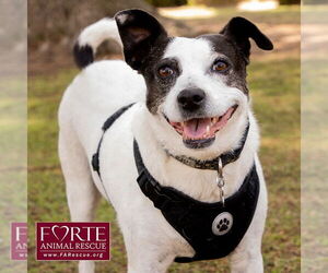 Jack-A-Bee Dogs for adoption in Marina del Rey, CA, USA