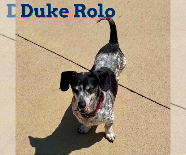 Medium Photo #25 Dachshund Puppy For Sale in San Antonio, TX, USA