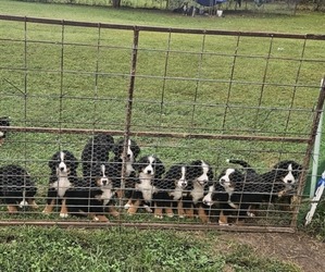 Bernese Mountain Dog Puppy for sale in CONWAY, MO, USA