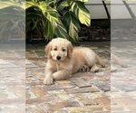 Puppy Charlie Goldendoodle
