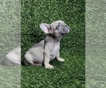 Small Photo #36 French Bulldog Puppy For Sale in COLUMBUS, OH, USA