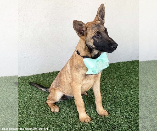 Medium Photo #2 German Shepherd Dog-Unknown Mix Puppy For Sale in San Diego, CA, USA