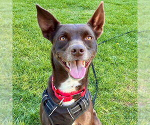 Loki - Male Australian Kelpie-Unknown Mix Dog for Adoption - Photo #9