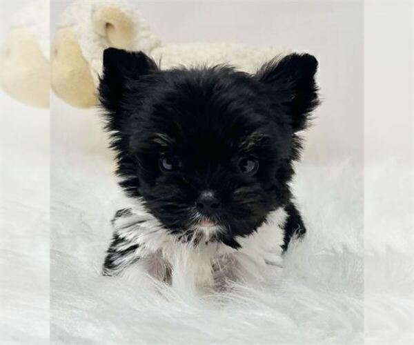 Medium Photo #4 Biewer Terrier Puppy For Sale in WEST PALM BEACH, FL, USA