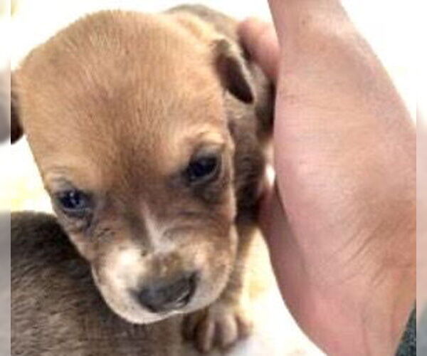 Medium Photo #2 Beagle Puppy For Sale in Houston, TX, USA