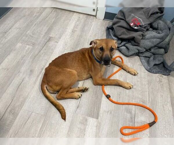 Medium Photo #13 Labrador Retriever-Unknown Mix Puppy For Sale in Lewistown, PA, USA