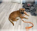 Small #12 Labrador Retriever Mix