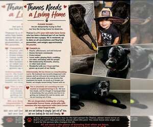 Mutt Dogs for adoption in Jackson Township, NJ, USA