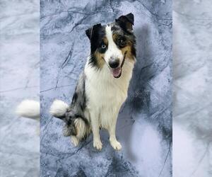 Australian Shepherd Dogs for adoption in Forestville, MD, USA