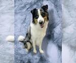 MARBLE - Male Australian Shepherd Dog for Adoption - Small photo