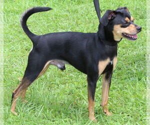 Chipin Dogs for adoption in Prattville, AL, USA