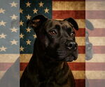 Small #2 American Pit Bull Terrier-Labrador Retriever Mix