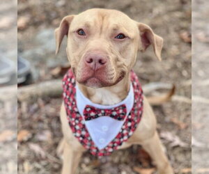 Logan - Male American Staffordshire Terrier Dog for Adoption - Photo #3