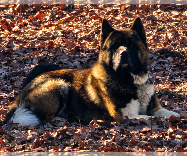 Medium Photo #1 Akita Puppy For Sale in STRAFFORD, MO, USA