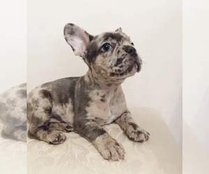 French Bulldog Puppy for sale in TUALATIN, OR, USA