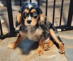 Small Photo #22 Cavalier King Charles Spaniel Puppy For Sale in BOONVILLE, NY, USA