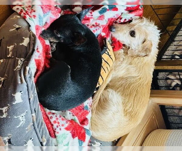 Medium Photo #6 Chipin Puppy For Sale in Princeton, MN, USA