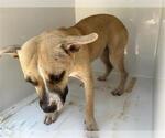 Small American Pit Bull Terrier Mix