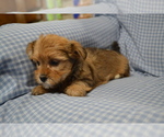 Puppy Beth Yorkshire Terrier-Zuchon Mix