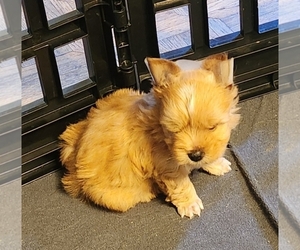 Yorkshire Terrier Puppy for Sale in DECATUR, Georgia USA