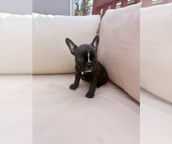 Medium Photo #6 Faux Frenchbo Bulldog Puppy For Sale in RENO, NV, USA