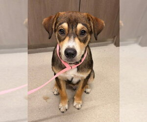 German Shepherd Dog Dogs for adoption in Baytown, TX, USA