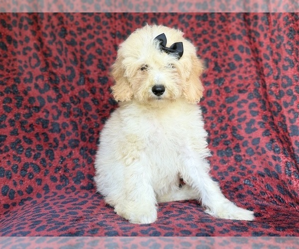 Medium Photo #5 Cockapoo (Miniature) Puppy For Sale in LAKELAND, FL, USA