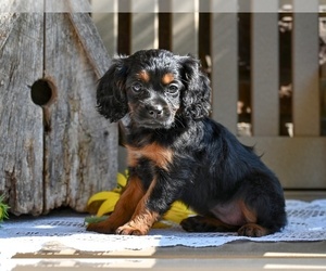 Cavapoo Puppy for sale in MILLERSBURG, OH, USA