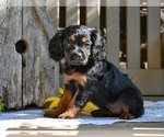 Image preview for Ad Listing. Nickname: Rachel