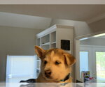 Small Photo #7 Siberian Husky-pomeranian spitz Mix Puppy For Sale in Holly Springs, NC, USA
