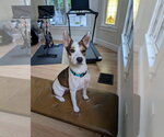 Small #1 Mutt