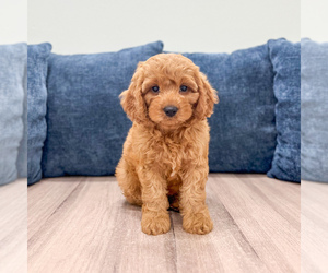 Miniature Labradoodle Puppy for sale in MILLERSBURG, OH, USA