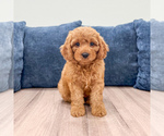 Small Miniature Labradoodle