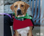 Small #3 Retriever  Mix