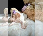 Small Photo #177 Goldendoodle (Miniature) Puppy For Sale in GASTONIA, NC, USA