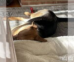 Small #4 German Shepherd Dog Mix