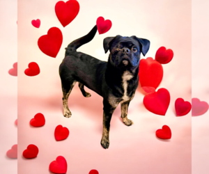 Pug-Unknown Mix Dogs for adoption in Vail, AZ, USA