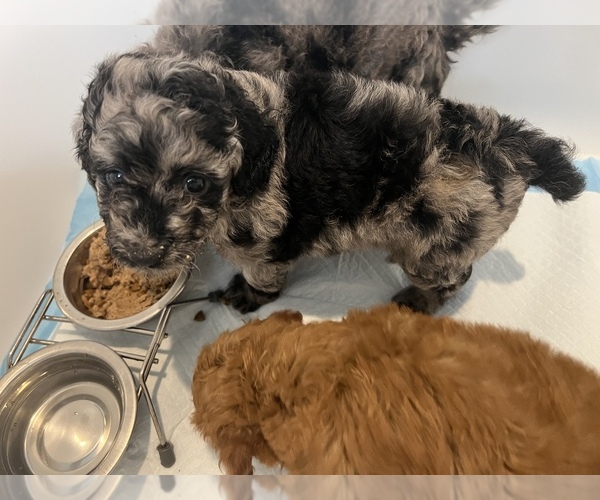 Medium Photo #5 Poodle (Toy) Puppy For Sale in ROCK HILL, SC, USA