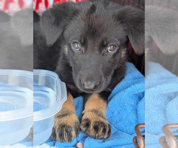 Medium Photo #5 Mutt Puppy For Sale in Holly Springs, NC, USA