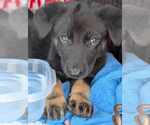 Small #4 Mutt