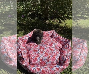 Pom-A-Poo-Poodle (Miniature) Mix Puppy for sale in OWINGS, MD, USA