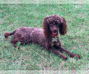 Poodle (Miniature) Dogs for adoption in Holly Springs, NC, USA