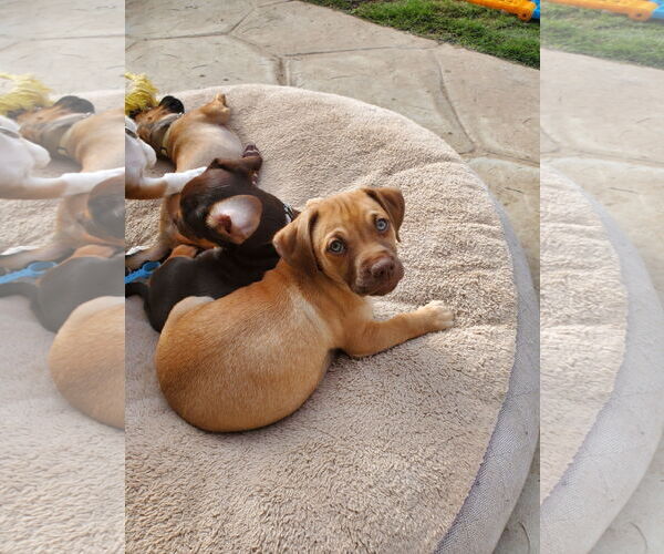 Medium Photo #5 Daug Puppy For Sale in Escondido, CA, USA