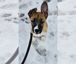 Small Photo #10 Shepradors Puppy For Sale in Princeton, MN, USA