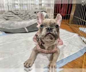 Mother of the French Bulldog puppies born on 11/17/2022
