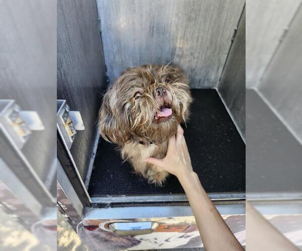 Medium Photo #1 Shih Tzu-Unknown Mix Puppy For Sale in San Antonio, TX, USA