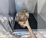 Small Shih Tzu Mix